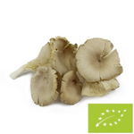 Fresh oyster mushrooms BIO Poland - about 2 kg