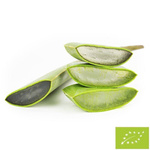 Fresh aloe vera bio (about 0.50 kg)