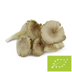 Fresh oyster mushrooms BIO Poland - about 2 kg