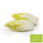 Fresh Organic Chicory 5 kg – Bio Planet